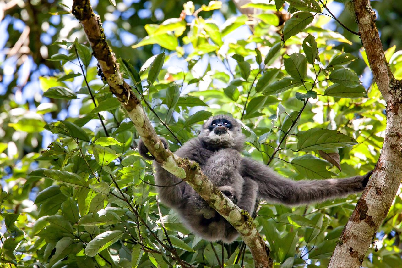 Primata Langka Owa Jawa Terlihat di Hutan Lindung Naringgul Cianjur