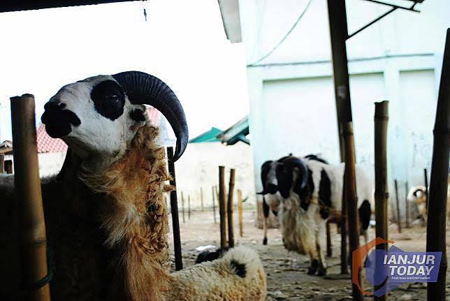 Jelang Idul Adha, Begini Teknis Penyembelihan Hewan Kurban Selama PPKM Darurat