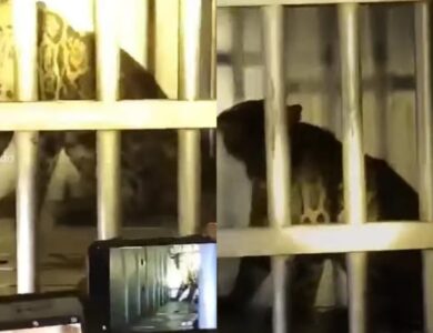 Berhari-hari Bertengger di Atas Pohon Rambutan, Seekor Macan Dahan Berhasil Ditangkap BKSDA