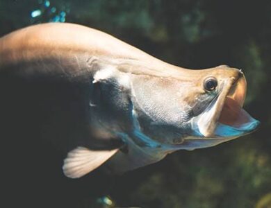 Termasuk Hewan Dilindungi, Tangkap Ikan Belida Sumatera Bisa Kena Sanksi Rp1,5 Miliar!