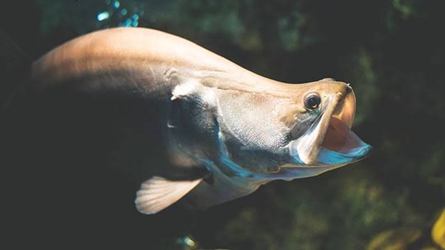 Termasuk Hewan Dilindungi, Tangkap Ikan Belida Sumatera Bisa Kena Sanksi Rp1,5 Miliar!