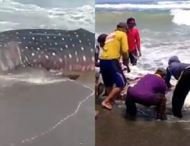 Heboh! Seekor Hiu Paus Seberat 2 Ton Terdampar di Pantai Cirarangan Sindangbarang