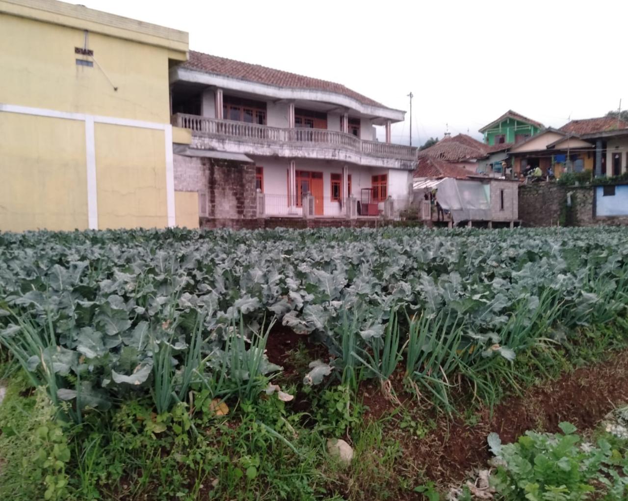 Harga Jual Sayuran Anjlok, Petani di Cianjur Tepok Jidat!