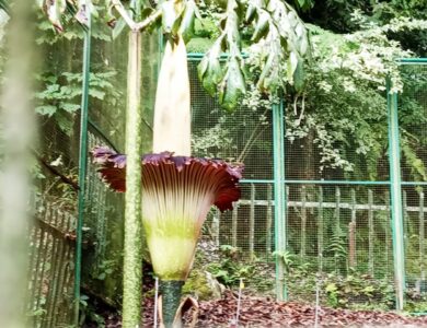 Wow! Bunga Bangkai Setinggi 2,89 Meter Mekar di Kebun Raya Cibodas