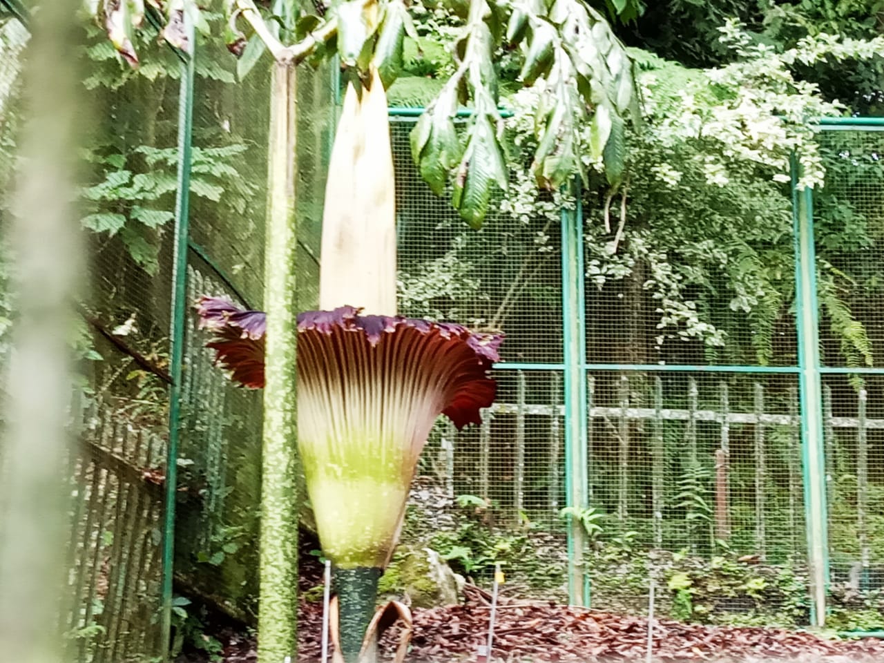 Wow! Bunga Bangkai Setinggi 2,89 Meter Mekar di Kebun Raya Cibodas