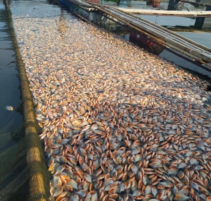 Ribuan Ikan Mati Secara Massal di Waduk Cirata, Begini Kata DKPP Cianjur