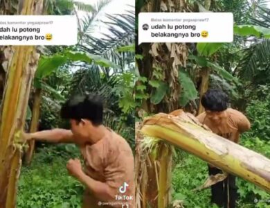 Heboh! Video 'Salam dari Binjai' Pukuli Pohon Pisang Bikin Geram Petani Pisang di Cianjur