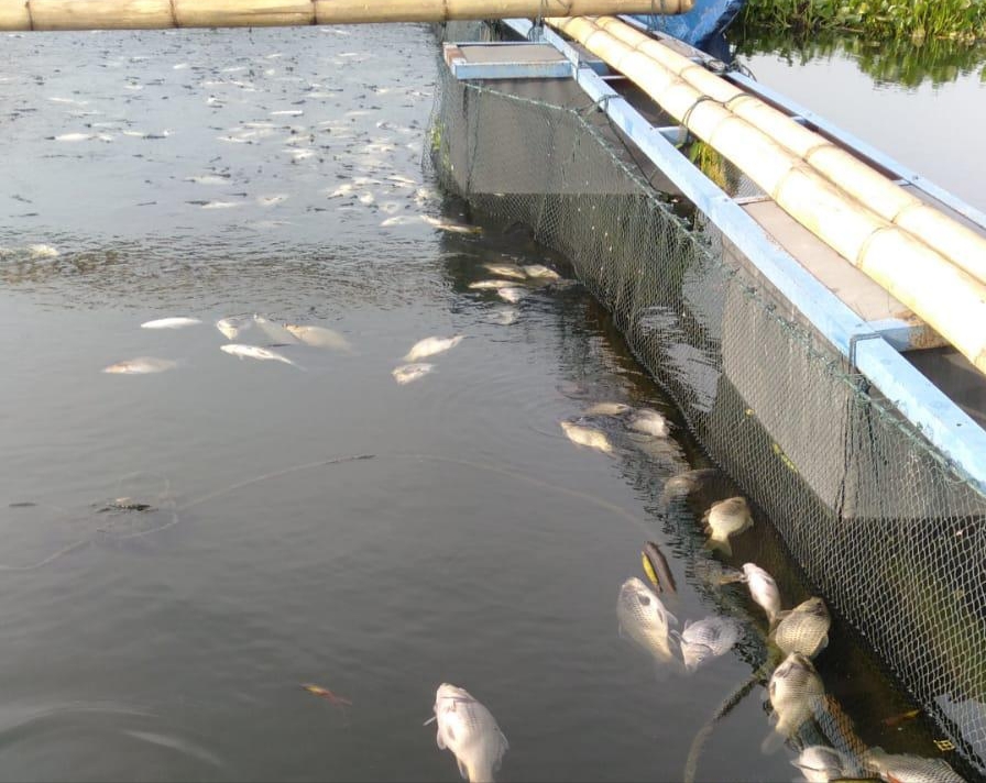 Akibat Cuaca Ekstrem, Ratusan Ikan Milik Petani di Cirata Mati Mengambang