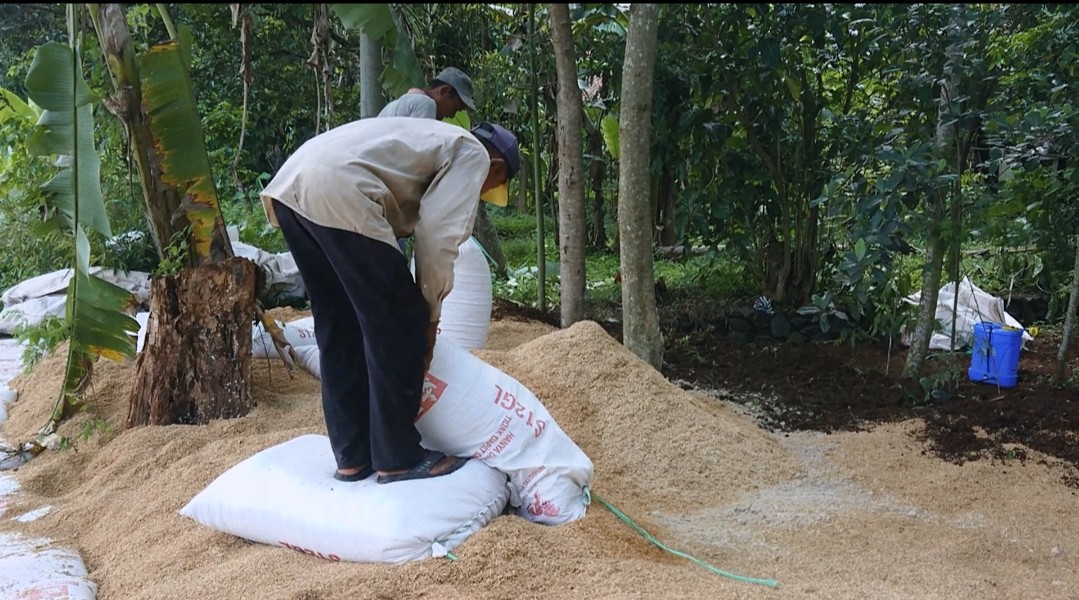 Baunya Gak Nahan! Limbah Kotoran Ayam Bikin Pusing Warga di Desa Kertajaya