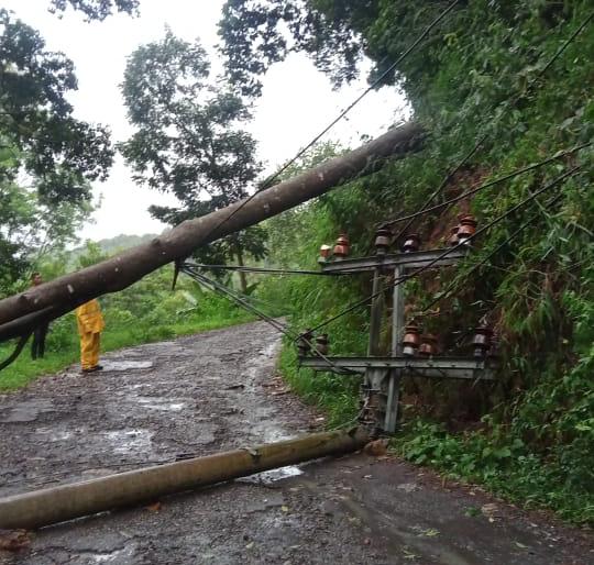 Pohon Tumbang Bikin Putus Kabel PLN, Listrik Sejumlah Desa di Sukaresmi Padam 3 Jam