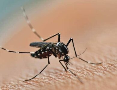 DBD di Cianjur Capai 224 Kasus, Dinkes Minta Masyarakat Jaga PHBS