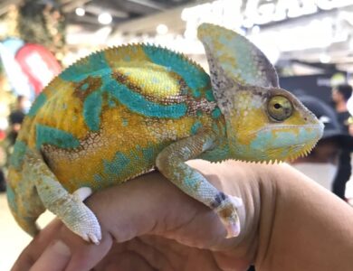 Bredeer Chameleon Cianjur Sabet Juara 3 Lomba Bunglon se-Indonesia