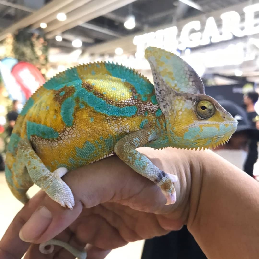 Bredeer Chameleon Cianjur Sabet Juara 3 Lomba Bunglon se-Indonesia