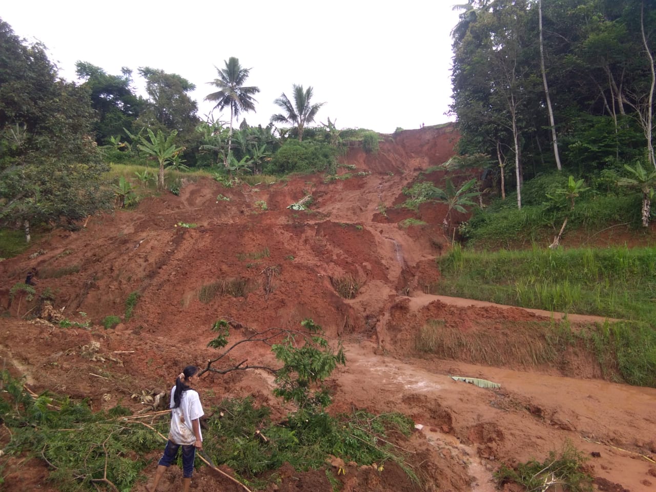 Tebing Longsor di Cugenang, Ribuan Hektar Sawah Terancam Gagal Panen