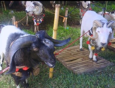 Intip Serunya Adu Ketangkasan Domba Garut di Pokland