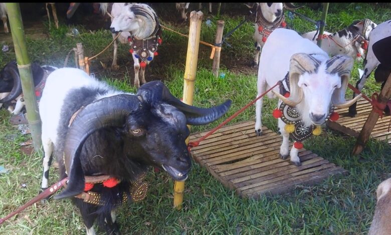 Intip Serunya Adu Ketangkasan Domba Garut di Pokland