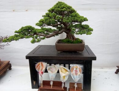 PPBI Cianjur Gelar Pameran Bonsai, Ada Cemara Sinensis yang Harganya Ratusan Juta