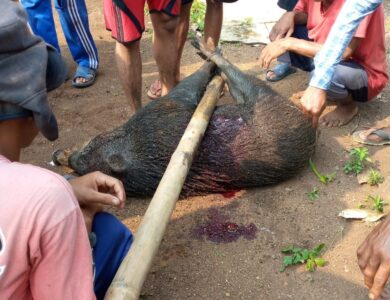 Kerahkan 50 Anjing Pemburu, Warga Ciranjang Tangkap Babi Hutan Seberat 80 Kilogram