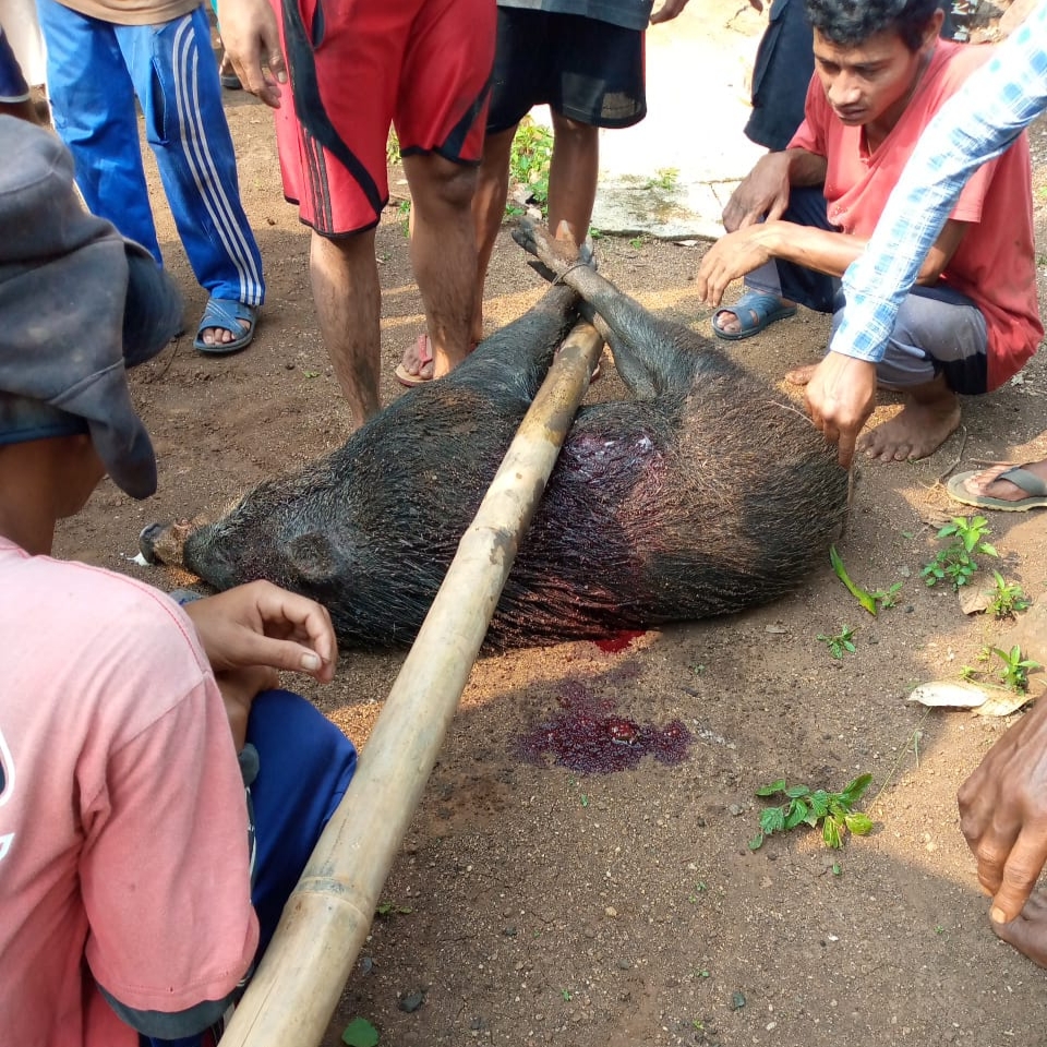 Kerahkan 50 Anjing Pemburu, Warga Ciranjang Tangkap Babi Hutan Seberat 80 Kilogram