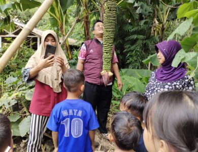 Pohon pisang aneh di cianjur tarik perhatian warga