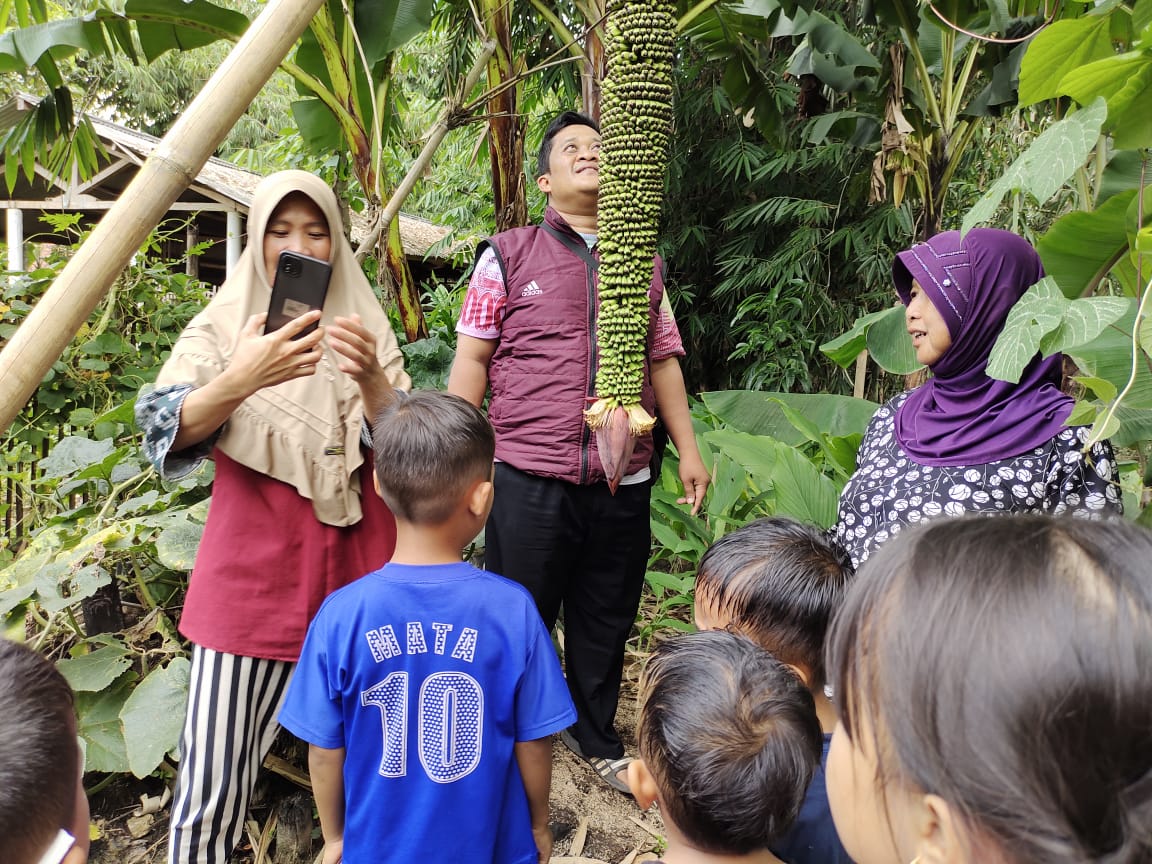 Pohon pisang aneh di cianjur tarik perhatian warga