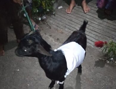 Kambing Pesugihan Bikin Geger Warga Ciranjang, Ini Penampakannya!