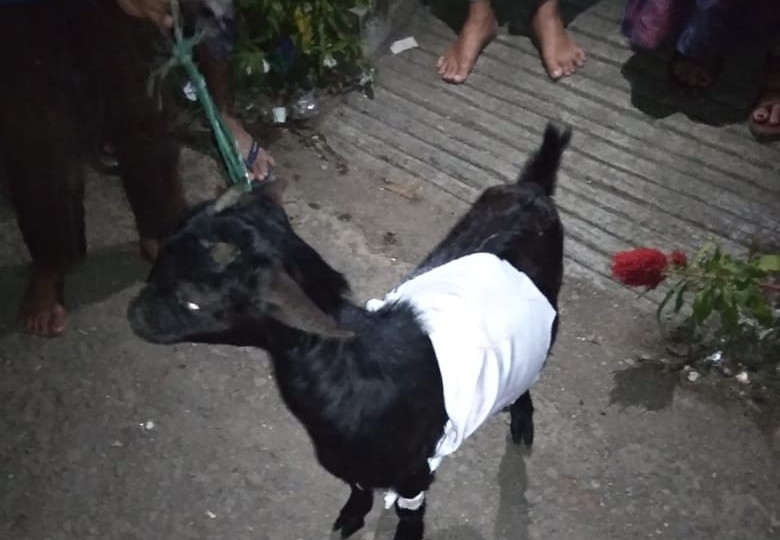 Kambing Pesugihan Bikin Geger Warga Ciranjang, Ini Penampakannya!