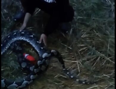 Warga Pacet Tangkap Ular Piton Sepanjang 6 Meter dan Berat 25 Kilogram