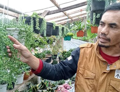 Sepi Pembeli, Pengusaha Tanaman Hias Cianjur Turun Omzet hingga 80 Persen