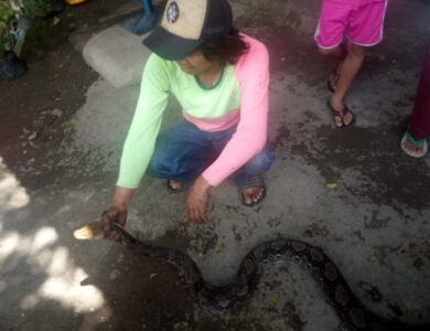 Heboh, Ular Sanca 3 Meter Tertangkap Warga Kampung Cibeureum