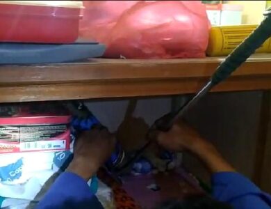 Ngeri! Ada Ular Sapi Masuk ke Ruang Guru SMA Pasundan 2 Cianjur