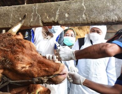 Pengiriman Hewan Ternak PMK