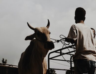 Peternakan Hewan Cianjur PMK