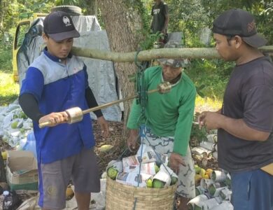 Panen Raya Pepaya California, Bikin Cuan Petani di Cianjur