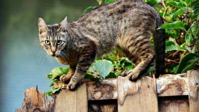 Rumah Didatang Banyak Kucing