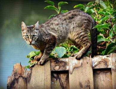 Rumah Didatang Banyak Kucing