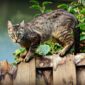 Rumah Didatang Banyak Kucing