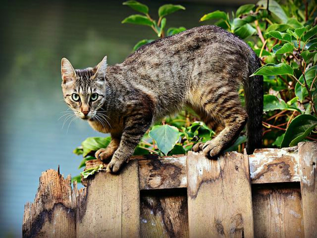 Rumah Didatang Banyak Kucing