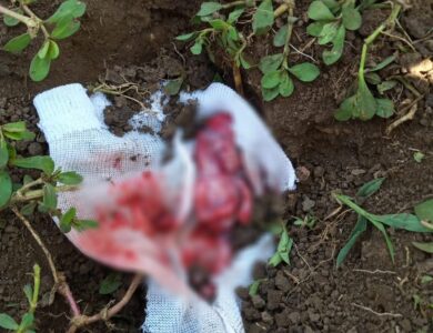 Sempat Kepergok, Ini Ciri-ciri Pelaku Pembuang Janin di Cianjur