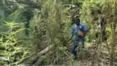 Kebun Ganja di Papua Berhasil Digrebek