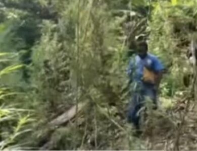 Kebun Ganja di Papua Berhasil Digrebek