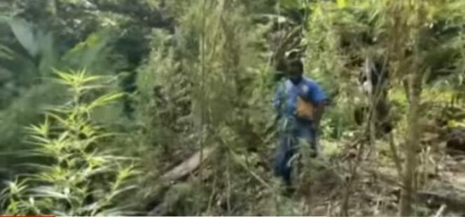
 Kebun Ganja di Papua Berhasil Digrebek