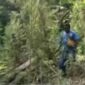 Kebun Ganja di Papua Berhasil Digrebek