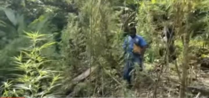 Kebun Ganja di Papua Berhasil Digrebek