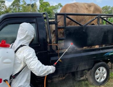 Dinas Peternakan Cianjur Tutup Kegiatan Peternakan di Sukaresmi