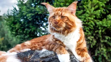 Ras Kucing Tercantik di Dunia, Ada yang Mirip Singa!
