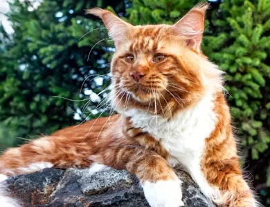 Ras Kucing Tercantik di Dunia, Ada yang Mirip Singa!