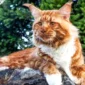 Ras Kucing Tercantik di Dunia, Ada yang Mirip Singa!