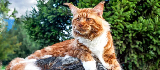 Ras Kucing Tercantik di Dunia, Ada yang Mirip Singa!