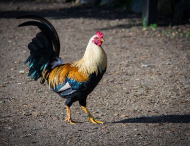 Apakah Virus PMK Bisa Menyerang Ayam?